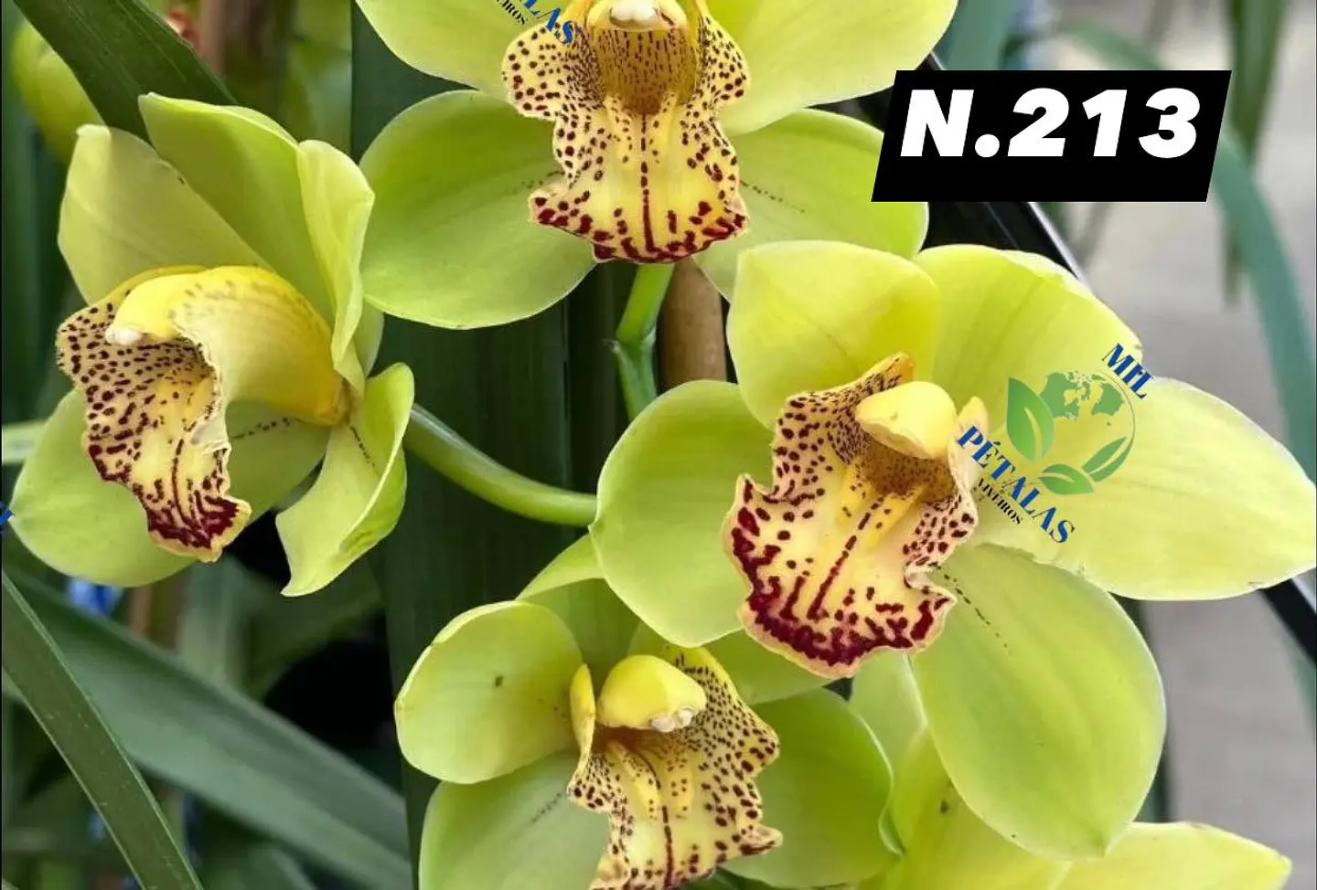 EDIÇÃO ESPECIAL - Orquídeas Cymbidium de Coleção com 3/4 bolbos cada: 14