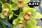 EDIÇÃO ESPECIAL - Orquídeas Cymbidium de Coleção com 3/4 bolbos cada: - Thumbnail 14
