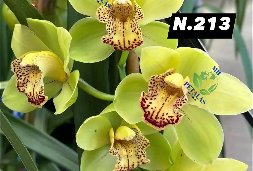 EDIÇÃO ESPECIAL - Orquídeas Cymbidium de Coleção com 3/4 bolbos cada: 14