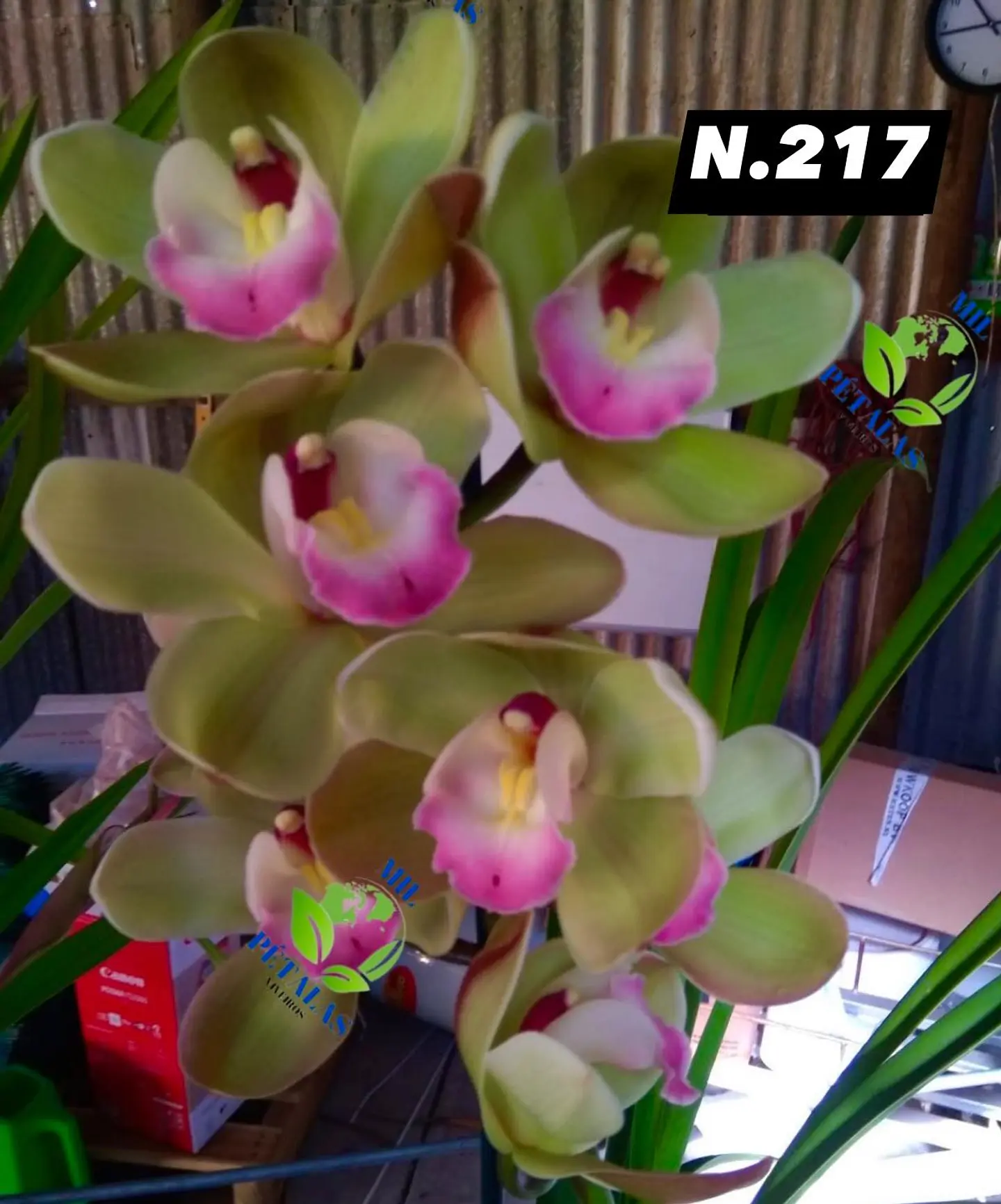 EDIÇÃO ESPECIAL - Orquídeas Cymbidium de Coleção com 3/4 bolbos cada: 18