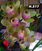 EDIÇÃO ESPECIAL - Orquídeas Cymbidium de Coleção com 3/4 bolbos cada: - Thumbnail 18