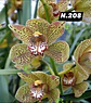 EDIÇÃO ESPECIAL - Orquídeas Cymbidium de Coleção com 3/4 bolbos cada: - Thumbnail 9