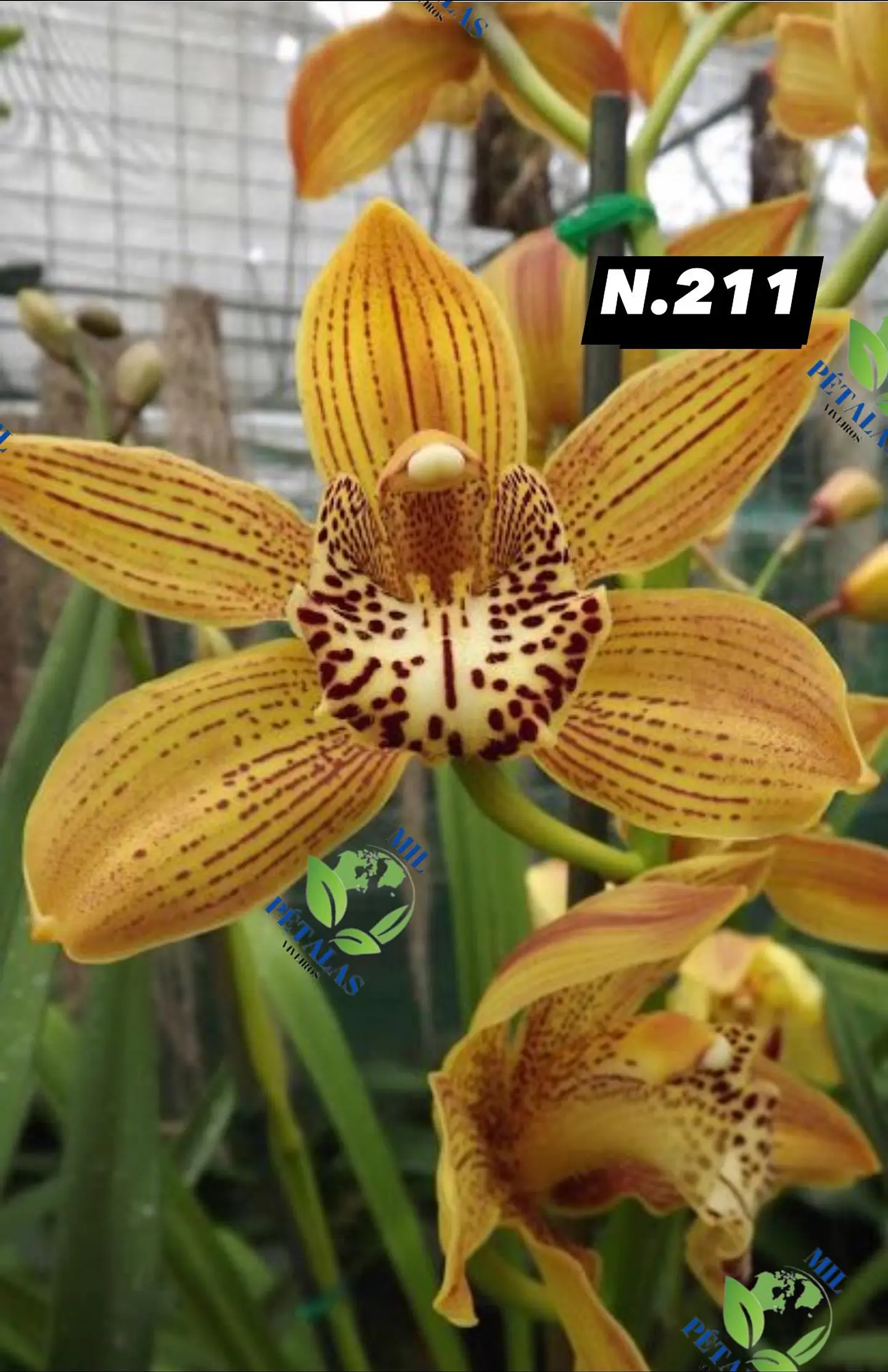 EDIÇÃO ESPECIAL - Orquídeas Cymbidium de Coleção com 3/4 bolbos cada: 12