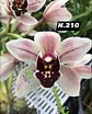 EDIÇÃO ESPECIAL - Orquídeas Cymbidium de Coleção com 3/4 bolbos cada: - Thumbnail 11