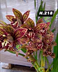 EDIÇÃO ESPECIAL - Orquídeas Cymbidium de Coleção com 3/4 bolbos cada: - Thumbnail 19