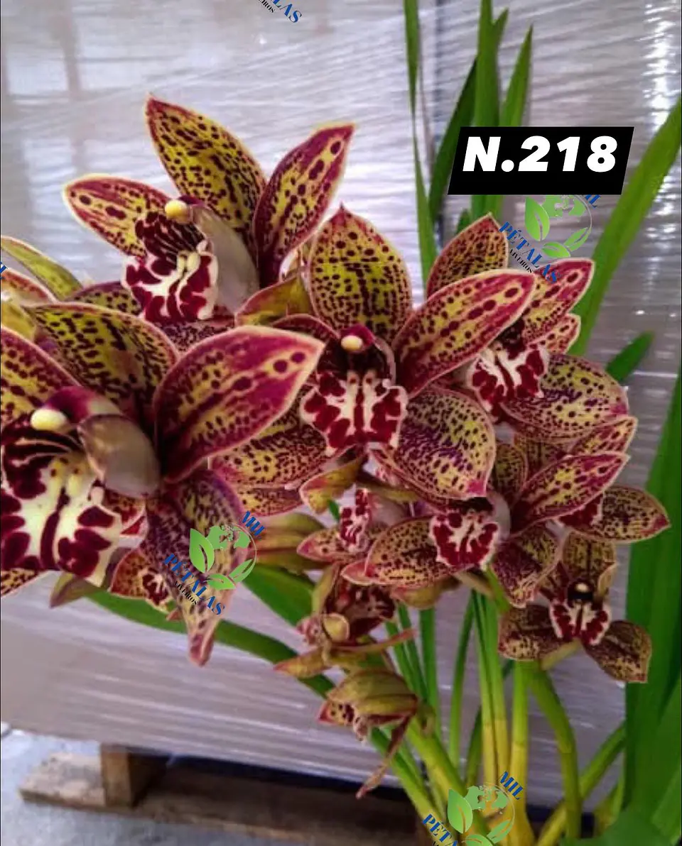 EDIÇÃO ESPECIAL - Orquídeas Cymbidium de Coleção com 3/4 bolbos cada: 19