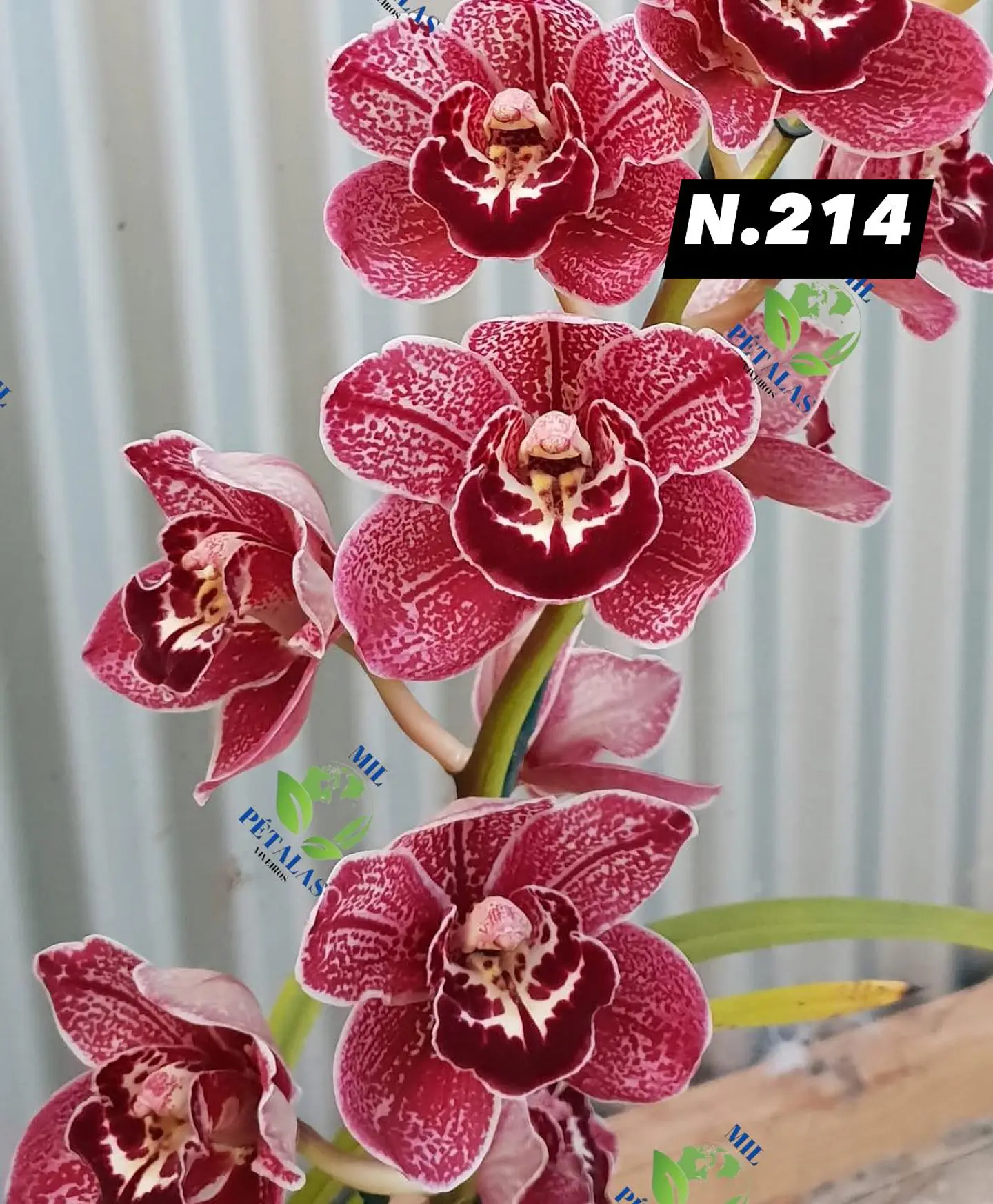 EDIÇÃO ESPECIAL - Orquídeas Cymbidium de Coleção com 3/4 bolbos cada: 15