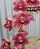 EDIÇÃO ESPECIAL - Orquídeas Cymbidium de Coleção com 3/4 bolbos cada: - Thumbnail 15