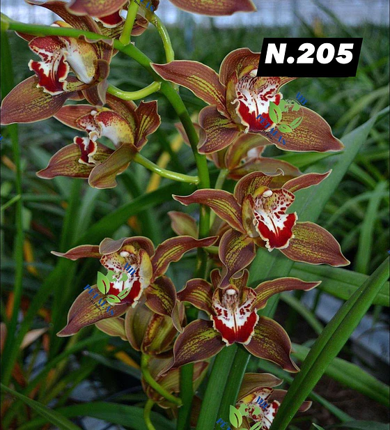 EDIÇÃO ESPECIAL - Orquídeas Cymbidium de Coleção com 3/4 bolbos cada: - foto 6
