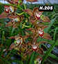 EDIÇÃO ESPECIAL - Orquídeas Cymbidium de Coleção com 3/4 bolbos cada: - Thumbnail 6