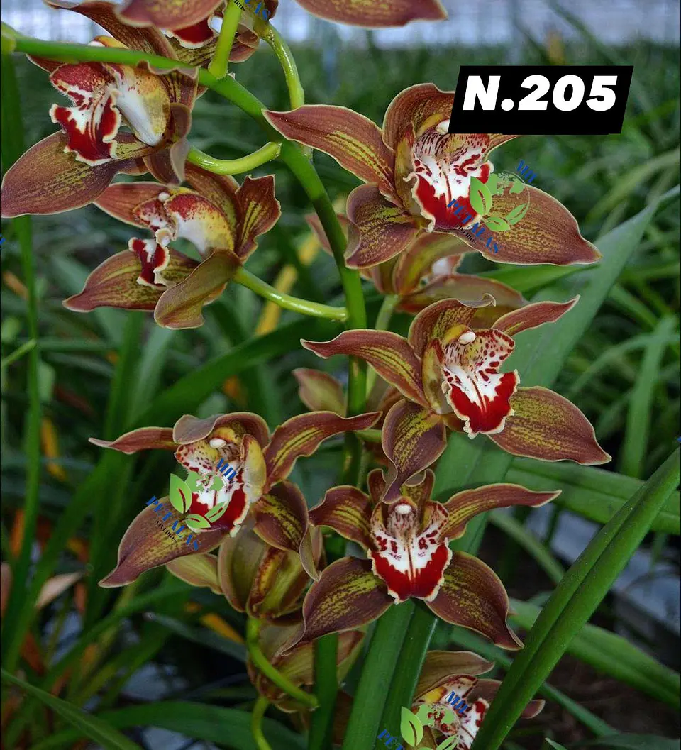 EDIÇÃO ESPECIAL - Orquídeas Cymbidium de Coleção com 3/4 bolbos cada: 6