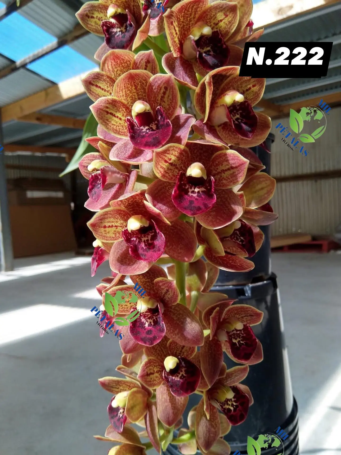 EDIÇÃO ESPECIAL - Orquídeas Cymbidium de Coleção com 3/4 bolbos cada: 23
