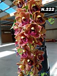 EDIÇÃO ESPECIAL - Orquídeas Cymbidium de Coleção com 3/4 bolbos cada: - Thumbnail 23