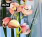 Orquídeas Cymbidium de Coleção com 3/4 bolbos cada - Miniatura 22