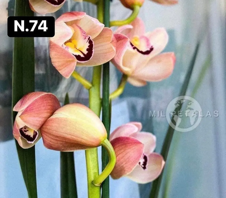 Orquídeas Cymbidium de Coleção com 3/4 bolbos cada 22