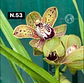 Orquídeas Cymbidium de Coleção com 3/4 bolbos cada - Miniatura 3