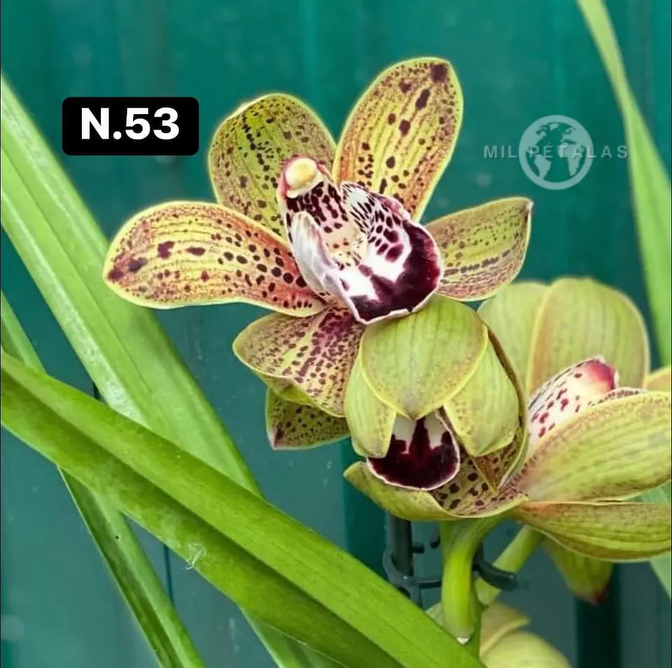 Orquídeas Cymbidium de Coleção com 3/4 bolbos cada 3