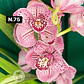Orquídeas Cymbidium de Coleção com 3/4 bolbos cada - Miniatura 23
