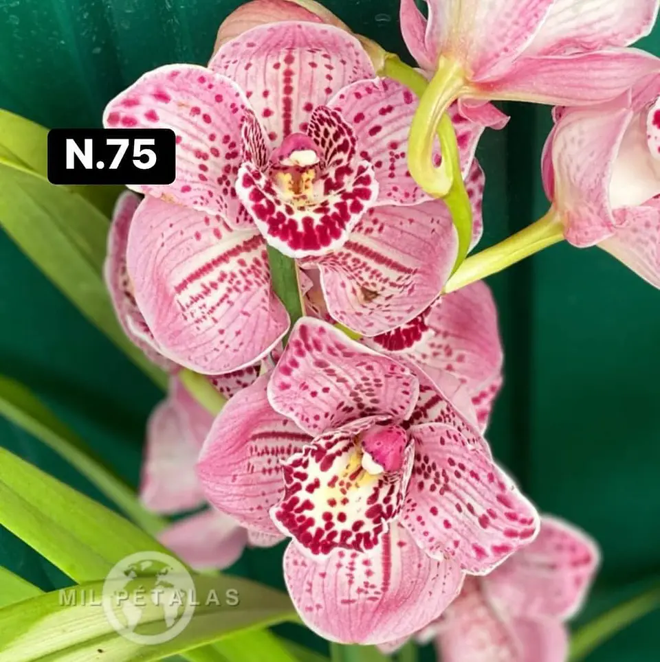 Orquídeas Cymbidium de Coleção com 3/4 bolbos cada 23