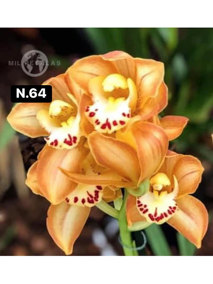 Orquídea Cymbidium laranja