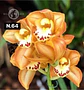 Orquídeas Cymbidium de Coleção com 3/4 bolbos cada - Miniatura 13