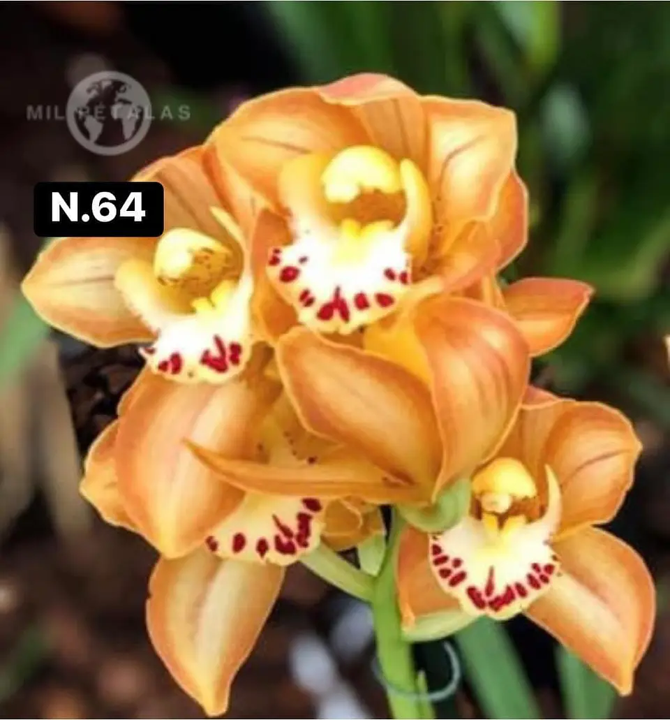 Orquídeas Cymbidium de Coleção com 3/4 bolbos cada 13