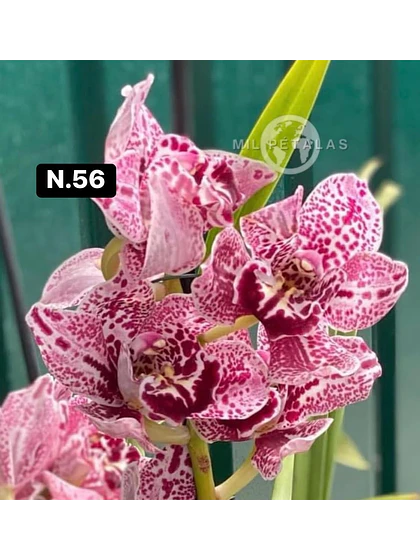 Orquídea Cymbidium rosa pintalgada