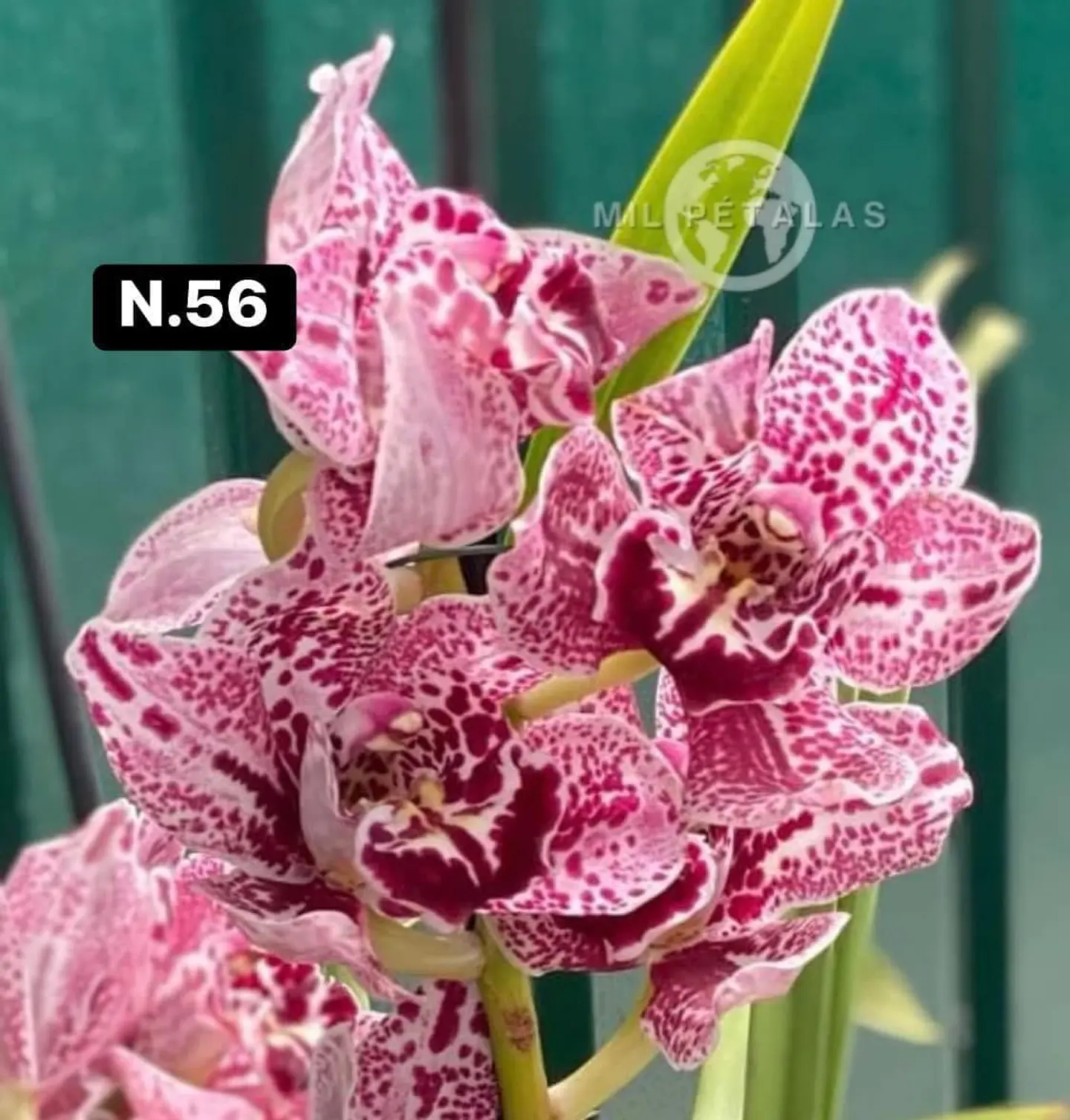 Orquídeas Cymbidium de Coleção com 3/4 bolbos cada 6