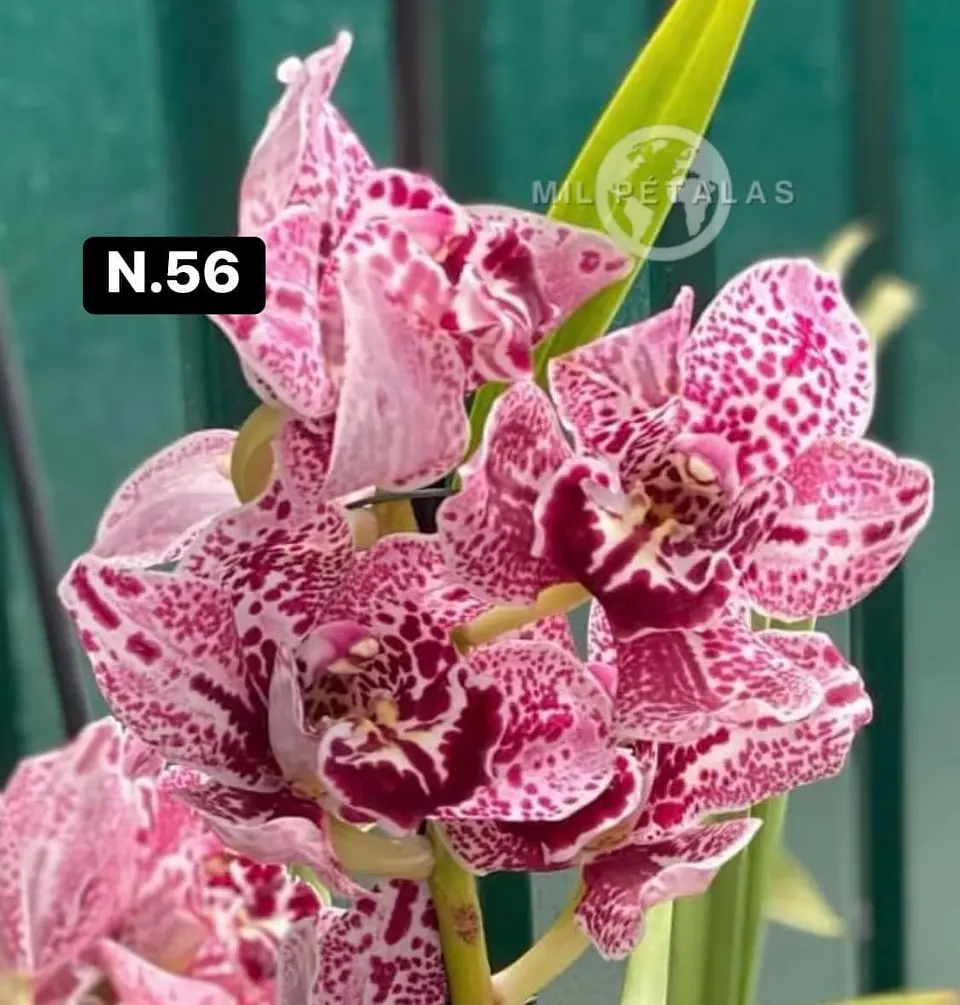 Orquídeas Cymbidium de Coleção com 3/4 bolbos cada 6