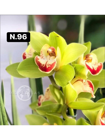 Orquídea Cymbidium verde-lima