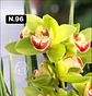 Orquídeas Cymbidium de Coleção com 3/4 bolbos cada - Miniatura 44