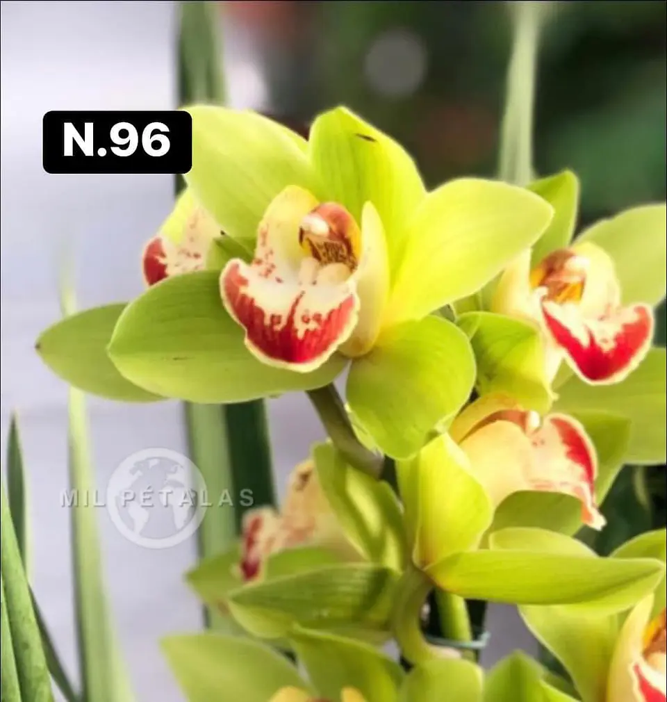 Orquídeas Cymbidium de Coleção com 3/4 bolbos cada 44