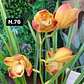 Orquídeas Cymbidium de Coleção com 3/4 bolbos cada - Miniatura 24