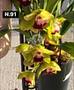 Orquídeas Cymbidium de Coleção com 3/4 bolbos cada - Miniatura 39