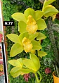 Orquídeas Cymbidium de Coleção com 3/4 bolbos cada - Miniatura 25