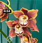 Orquídeas Cymbidium de Coleção com 3/4 bolbos cada - Miniatura 4