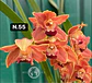 Orquídeas Cymbidium de Coleção com 3/4 bolbos cada - Miniatura 5