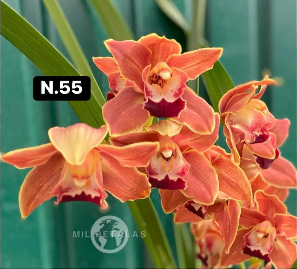 Orquídeas Cymbidium de Coleção com 3/4 bolbos cada 5
