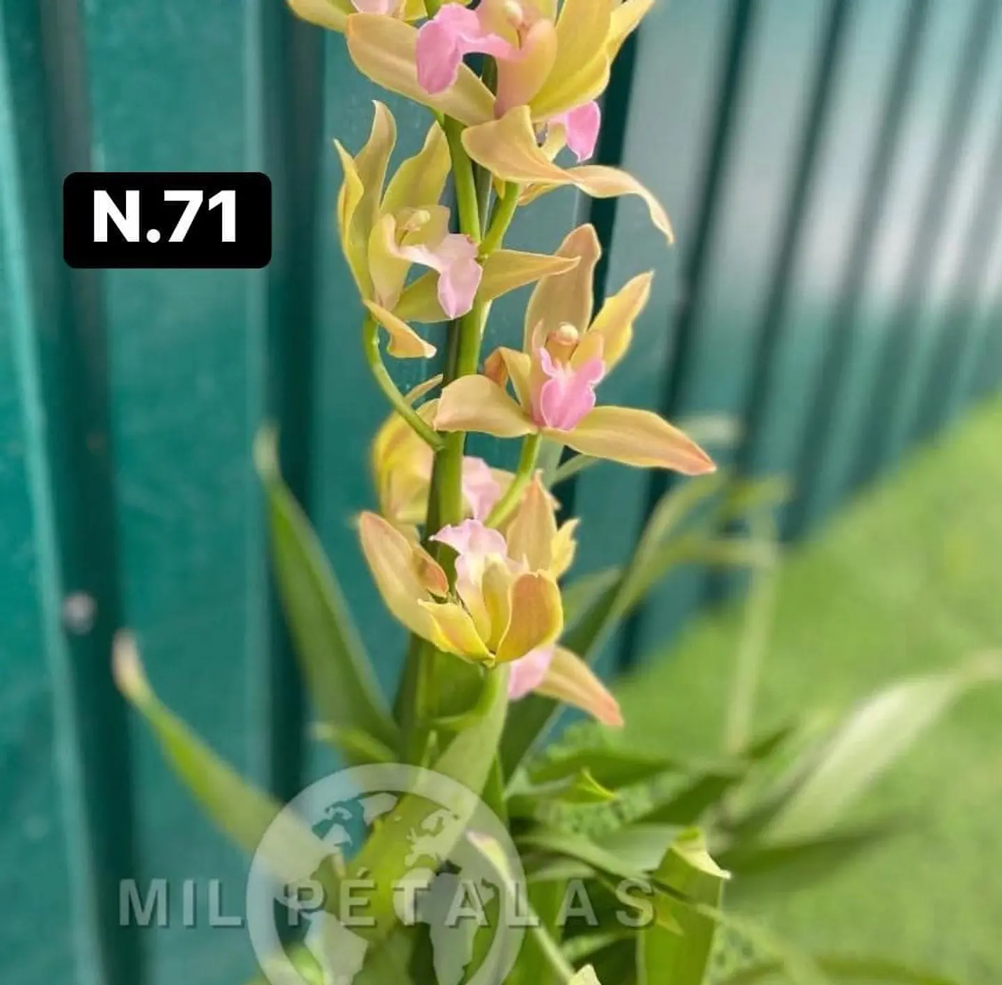 Orquídeas Cymbidium de Coleção com 3/4 bolbos cada 19