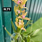 Orquídeas Cymbidium de Coleção com 3/4 bolbos cada - Miniatura 19