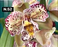 Orquídeas Cymbidium de Coleção com 3/4 bolbos cada - Miniatura 2
