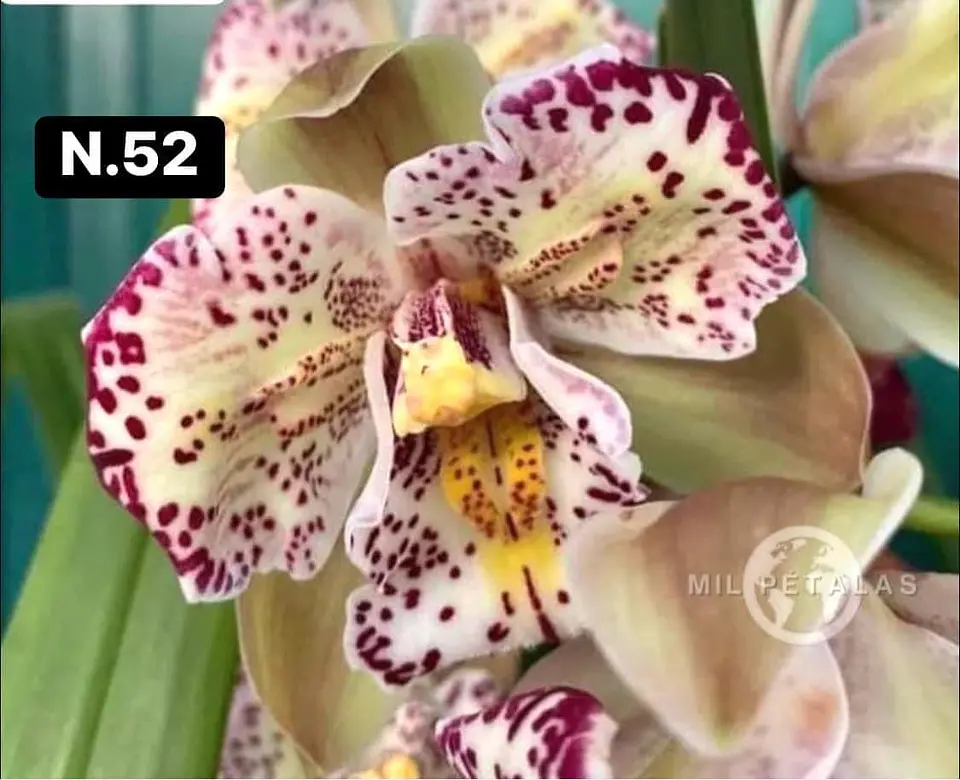 Orquídeas Cymbidium de Coleção com 3/4 bolbos cada 2