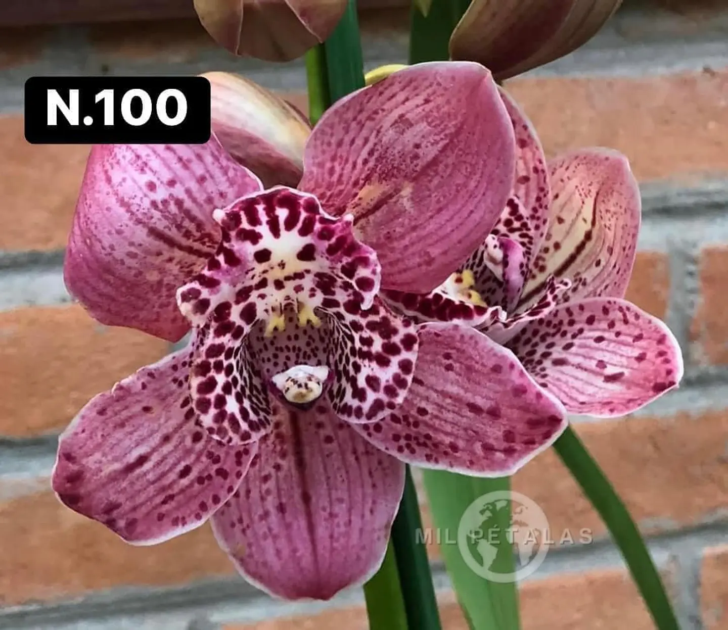 Orquídeas Cymbidium de Coleção com 3/4 bolbos cada 48
