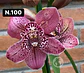 Orquídeas Cymbidium de Coleção com 3/4 bolbos cada - Miniatura 48