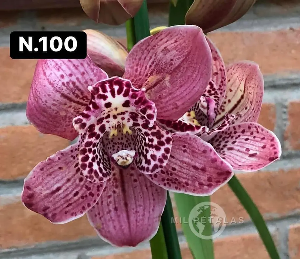Orquídeas Cymbidium de Coleção com 3/4 bolbos cada 48