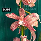 Orquídeas Cymbidium de Coleção com 3/4 bolbos cada - Miniatura 42