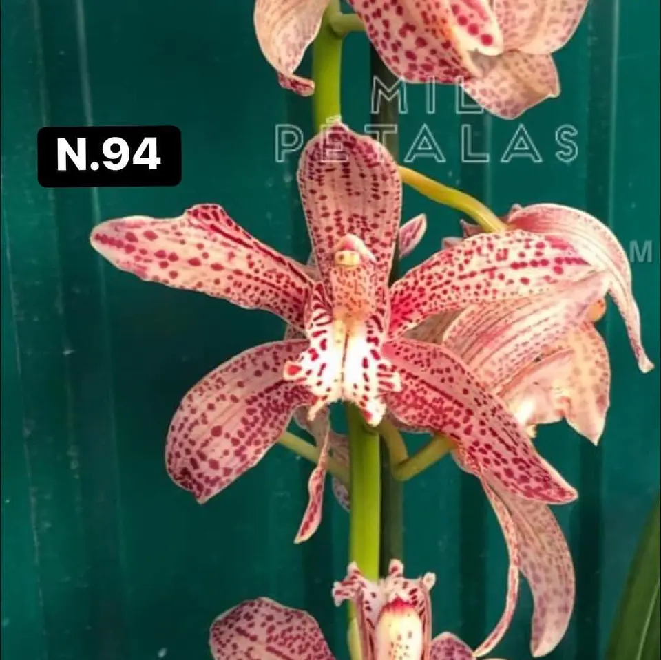Orquídeas Cymbidium de Coleção com 3/4 bolbos cada 42