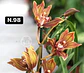Orquídeas Cymbidium de Coleção com 3/4 bolbos cada - Miniatura 46