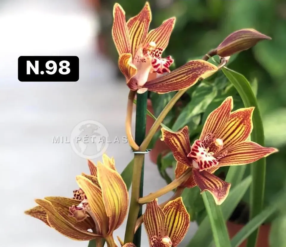 Orquídeas Cymbidium de Coleção com 3/4 bolbos cada 46
