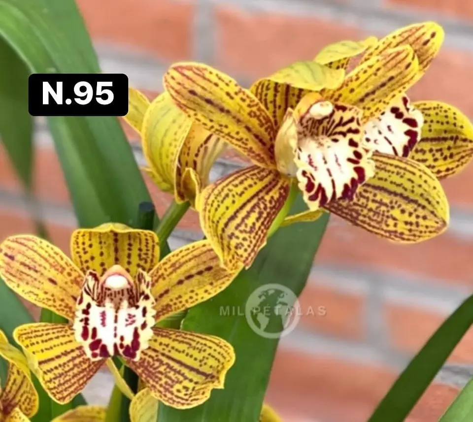 Orquídeas Cymbidium de Coleção com 3/4 bolbos cada 43